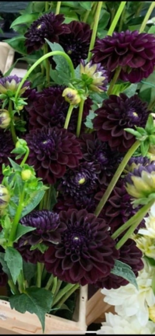 PL Dalia bordo 40/44cm - Polska