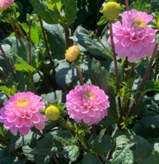 PL Dalia Baby rosa 40/45cm - Polska