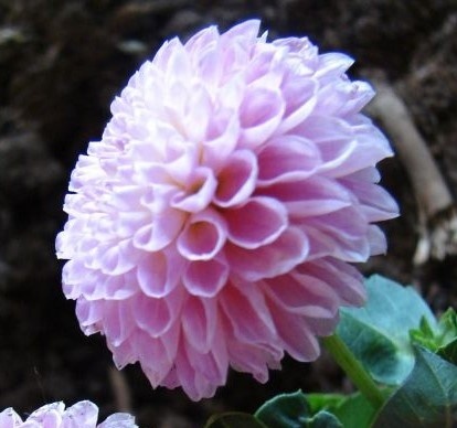 PL Dalia Baby rosa 40/45cm - Polska