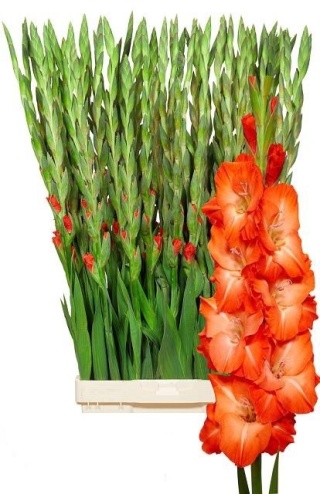 PL Gladiola pomarańcz 80 cm - Polska