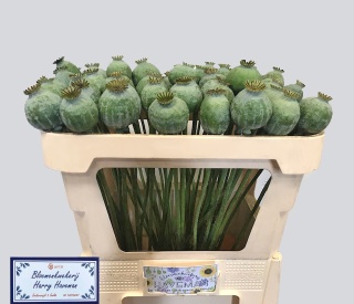 PAPAVER SOM ZAD 65cm - D