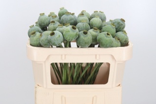 PAPAVER SOM ZAD Extra 65cm - D