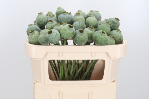 PAPAVER SOM ZAD Extra 65cm - D