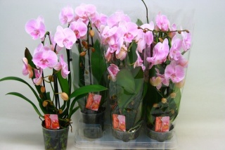 PHALAENOPSIS EL CASCADE 2Tak 45cm/d 12 - D