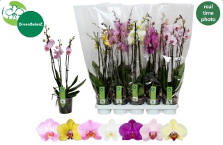 Phalaenopsis Mix 3Tak 60cm/d12m - D