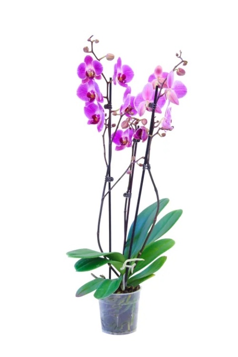 Phalaenopsis Mix 3Tak 60cm/d12m - D