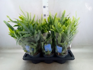 Phlebodium 'Blue Star' 40cm/d 14 - S