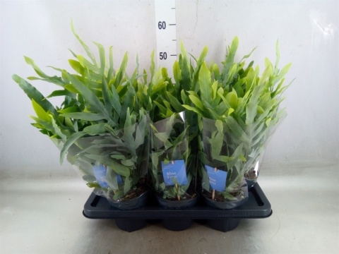 Phlebodium 'Blue Star' 40cm/d 14 - S
