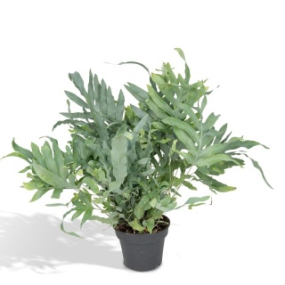 Phlebodium 'Blue Star' 40cm/d 14 - S