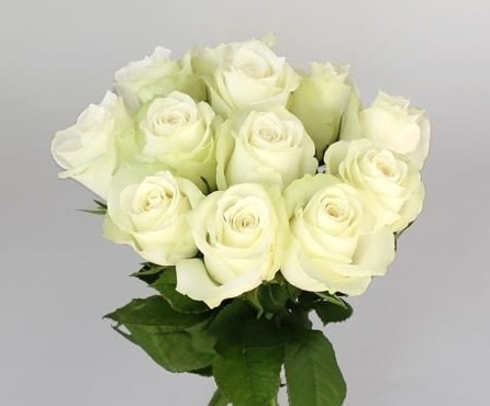 R GR ATHENA 50cm - D
