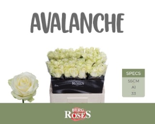 R GR AVALANCHE+ 55cm - D