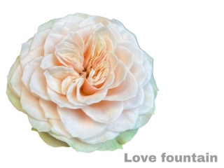 R GR LOVE FOUNTAIN 40cm - D