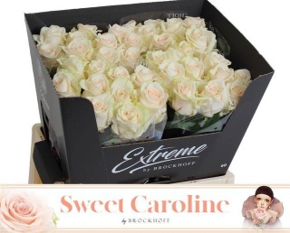 R GR SWEET CAROLINE EXCLUSIVE 60cm - S