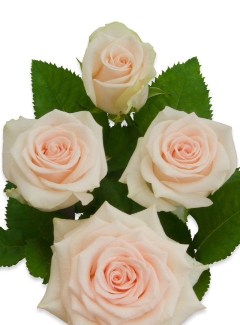 R GR SWEET CAROLINE EXCLUSIVE 60cm - S