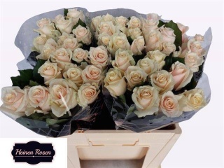 R GR TALEA+ 50cm - D