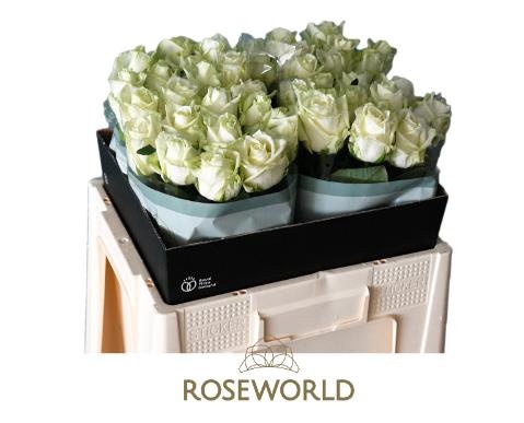 R GR WHITE NAOMI! 55cm - D