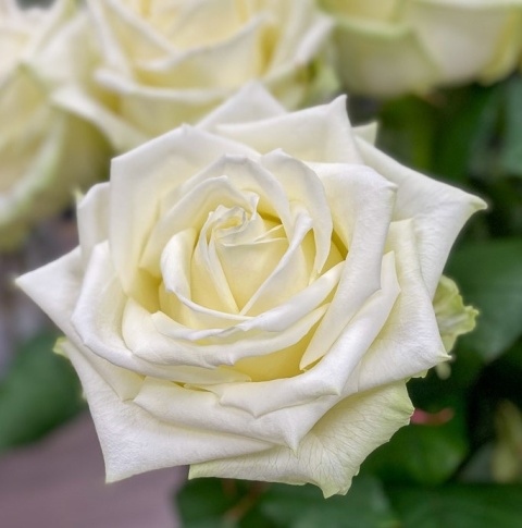 R GR WHITE NAOMI! 55cm - D