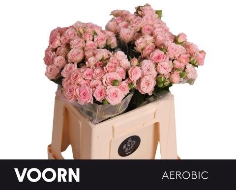 R TR AEROBIC Extra 50cm - D