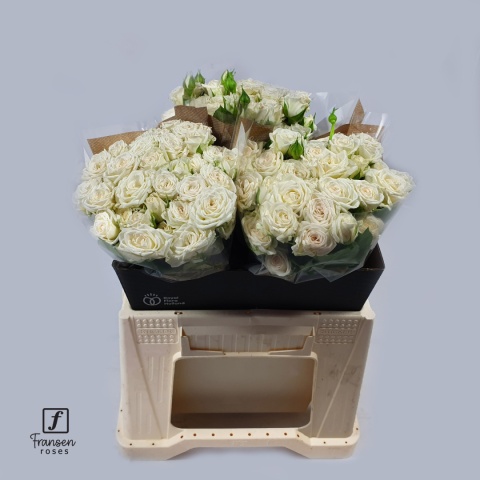 R TR JOSEPHINE 40cm - D