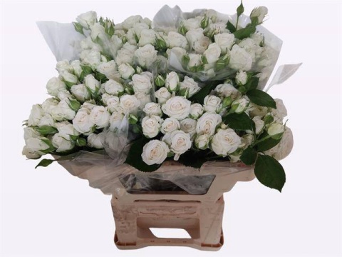 R TR JOSEPHINE 40cm - D