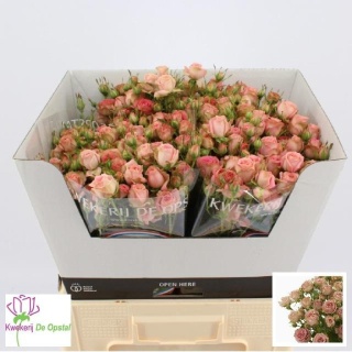 R TR PEPITA Extra 40cm - D