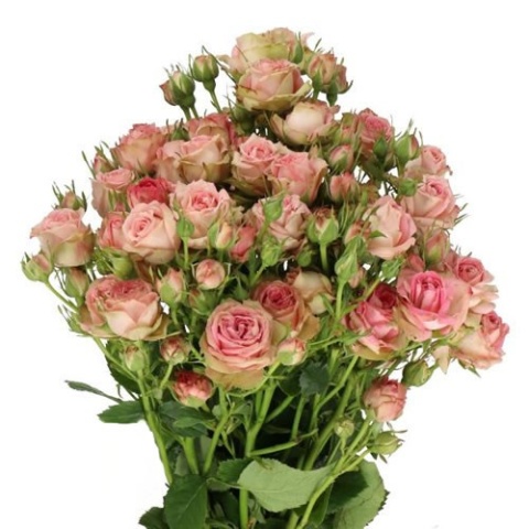 R TR PEPITA Extra 40cm - D