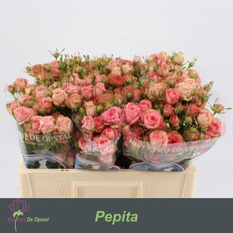 R TR PEPITA Extra 40cm - D