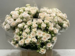 R TR SOFIE 45cm - D