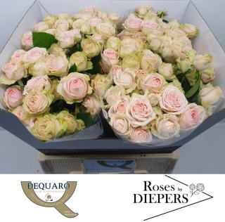 R TR SWEET GISELLE! 60cm - D