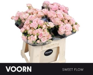 R TR SWEET FLOW Extra 40cm - D