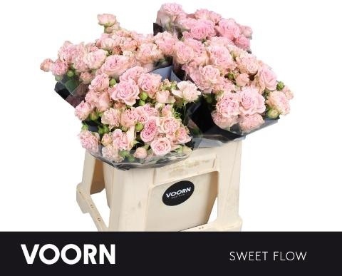 R TR SWEET FLOW Extra 40cm - D