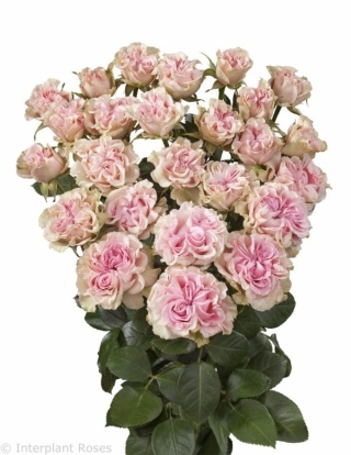 R TR SWEET FLOW Extra 40cm - D