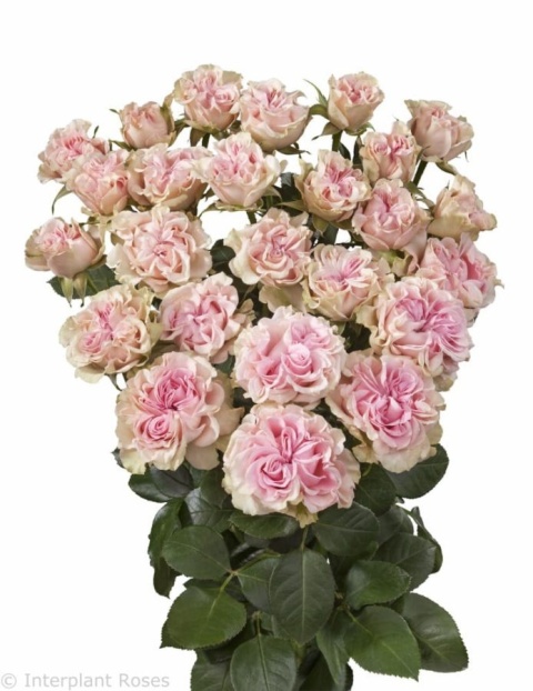 R TR SWEET FLOW Extra 40cm - D