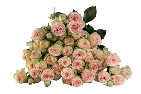 R TR SWEET GISELLE! 50cm - D