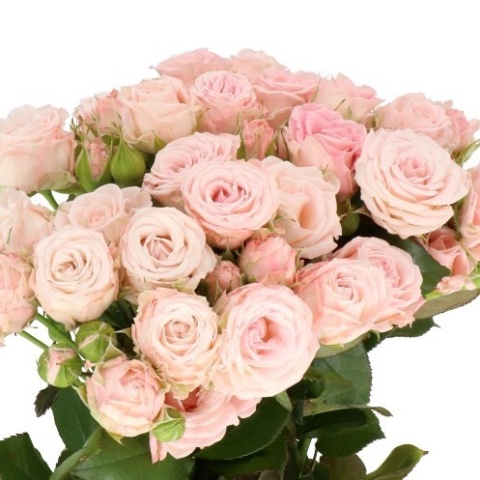 R TR SWEET GISELLE! 50cm - D