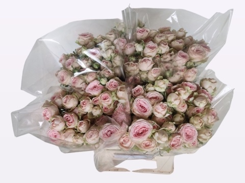 R TR SWEET GISELLE! 50cm - D