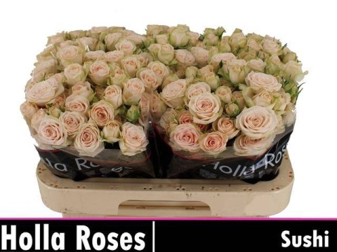 R TR SUSHI 60cm - D