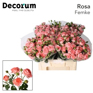 R Tr FEMKE Extra 50cm - D