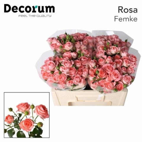 R Tr FEMKE Extra 50cm - D