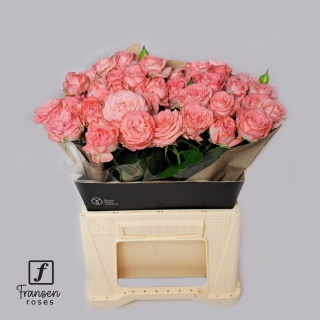 R TR FIRST DATE 40cm - D