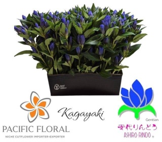 GENTI KAGAYAKI 50cm - D