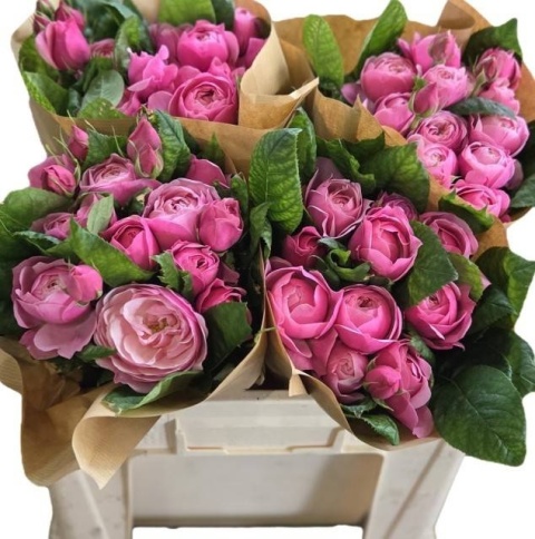 R Tr Silva Pink+ 50cm - D