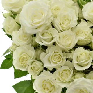 R TR VIVIANE! 60cm - D