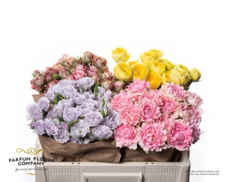 Rosa Spray Garden Mix Blik 50cm - D