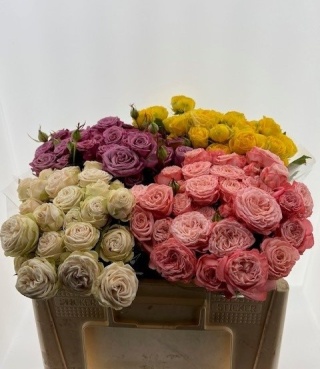 ROSA Spray Dutch Mix Blik 60cm - D