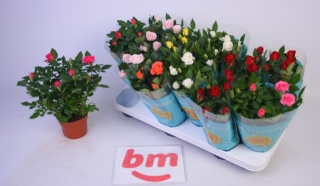 Roses B Monde Mix 25cm/d10,5 - D