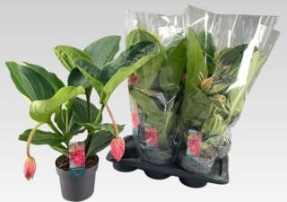 Medinilla MAG FLAMENGO 55cm/d17 - S