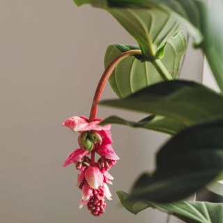 Medinilla MAG FLAMENGO 55cm/d17 - S