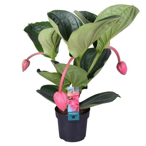 Medinilla MAG FLAMENGO 55cm/d17 - S