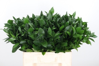 Ruscus pojedynczy 50-60 cm - Liście